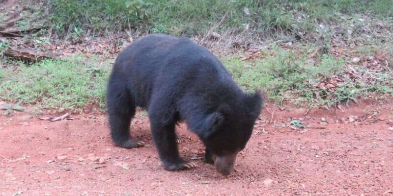 Yala National Park : Morning or Afternoon Safari ( 5 h ) - Key Points