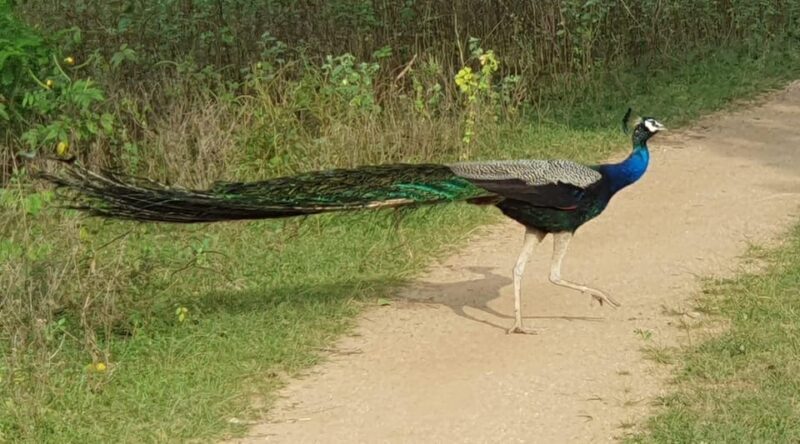 Yala National Park : Morning or Afternoon Safari ( 5 h ) - The Experience: Authentic Encounters