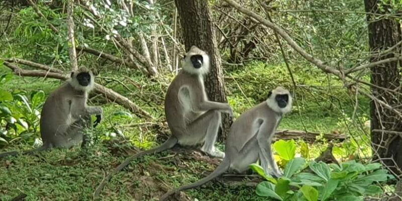 Yala National Park : Morning or Afternoon Safari ( 5 h ) - Price & Value: Is it Worth It?