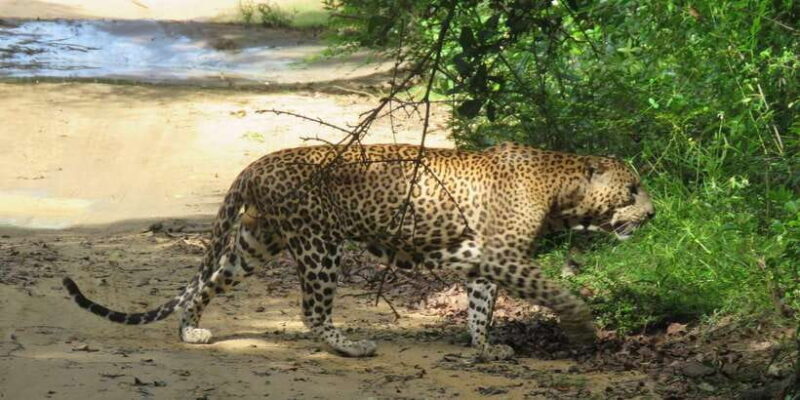 Yala National Park : Morning or Afternoon Safari ( 5 h ) - Frequently Asked Questions