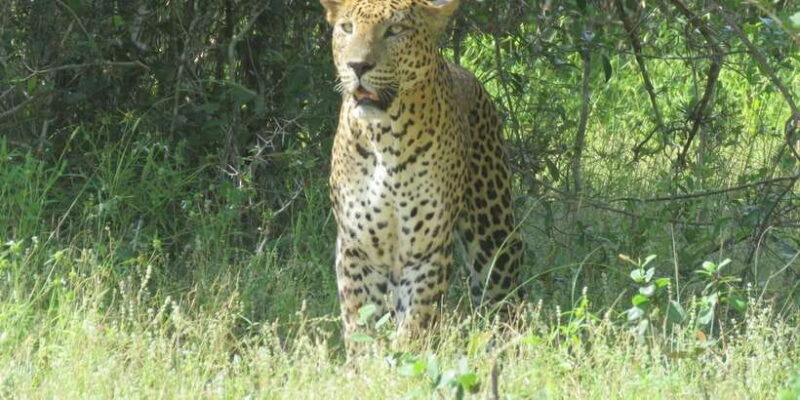 Yala National Park : Morning or Afternoon Safari ( 5 h ) - Final Thoughts