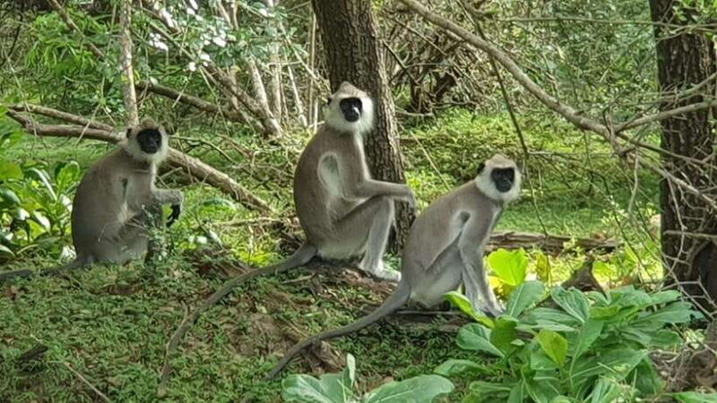 Yala National Park: Morning or Afternoon Safari ( 5 h ) - Final Thoughts: Who Should Consider This Safari?