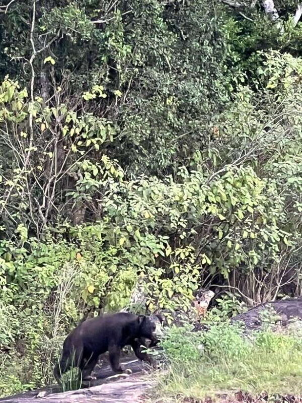 Yala National Park: Morning or Afternoon Safari Tour (5 h) - Detailed Breakdown of the Journey