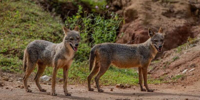 Yala National Park: Private Full Day Safari (04:00-18:00) - Key Points