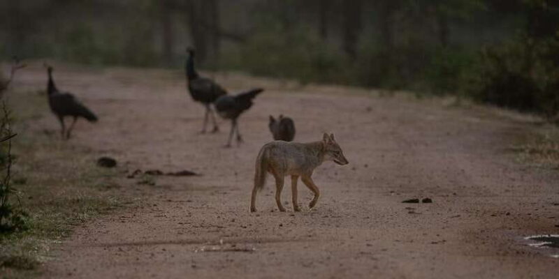 Yala National Park: Private Full Day Safari (04:00-18:00) - FAQs