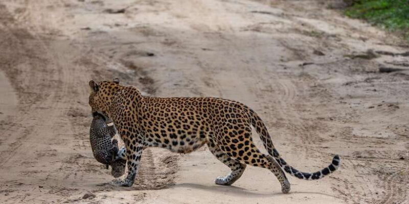 Yala National Park: Private Full Day Safari (04:00-18:00) - Final Thoughts