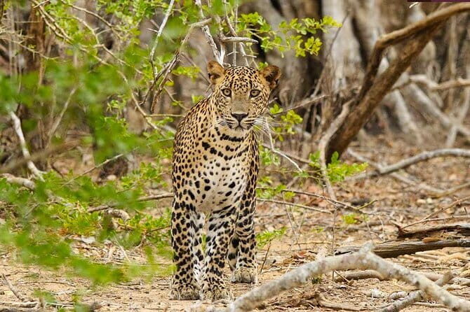 Yala National Park Private Jeep Safari From Colombo & Negombo - Key Points