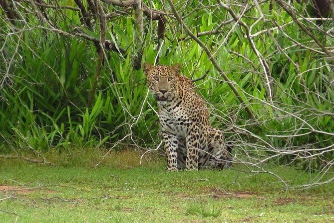 Yala National Park | Private Safari - Experience the Thrill of a Private Yala Safari