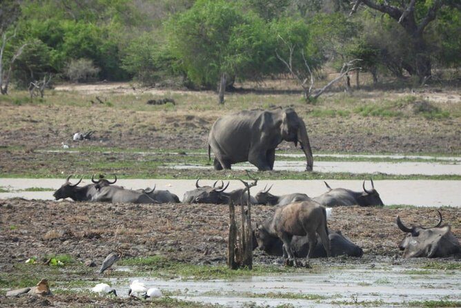 Yala National Park | Private Safari - FAQ