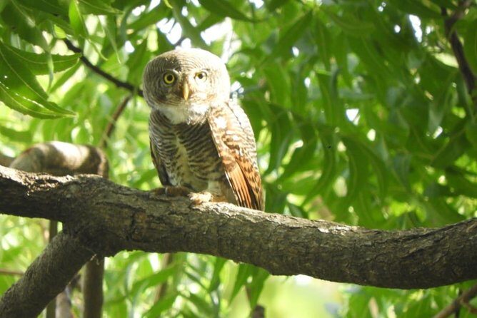 Yala National Park | Private Safari - In The Sum Up