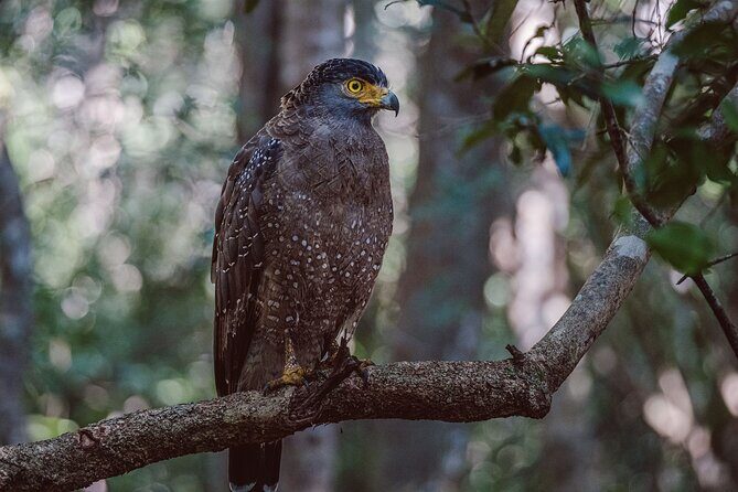 Yala National Park Private Safari - Key Points