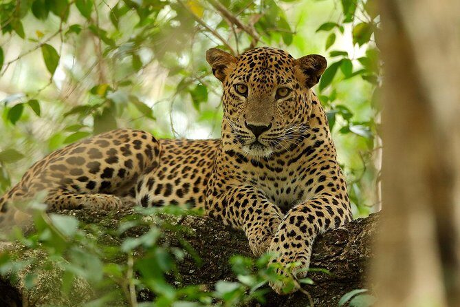 Yala National Park Private Safari (All Inclusive) From Mirissa - FAQs