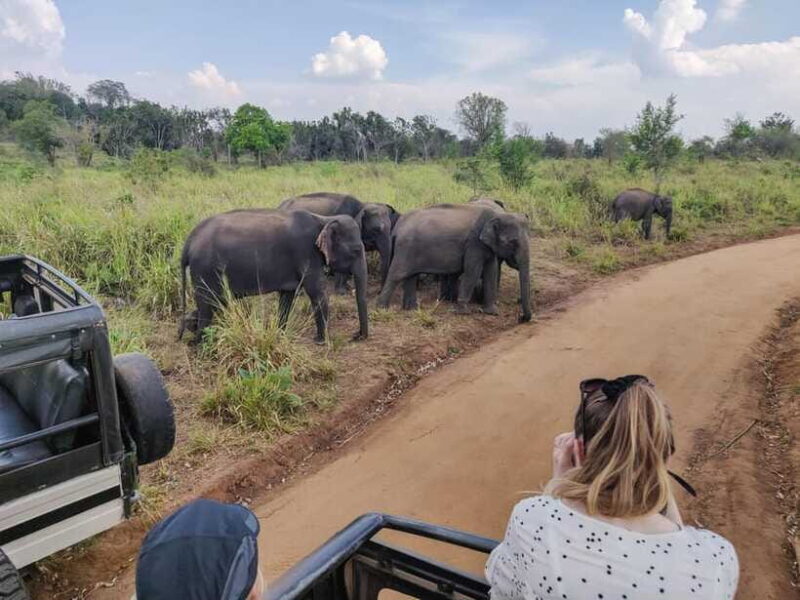 Yala National Park Private Safari from Ella - Who Should Consider This Tour?