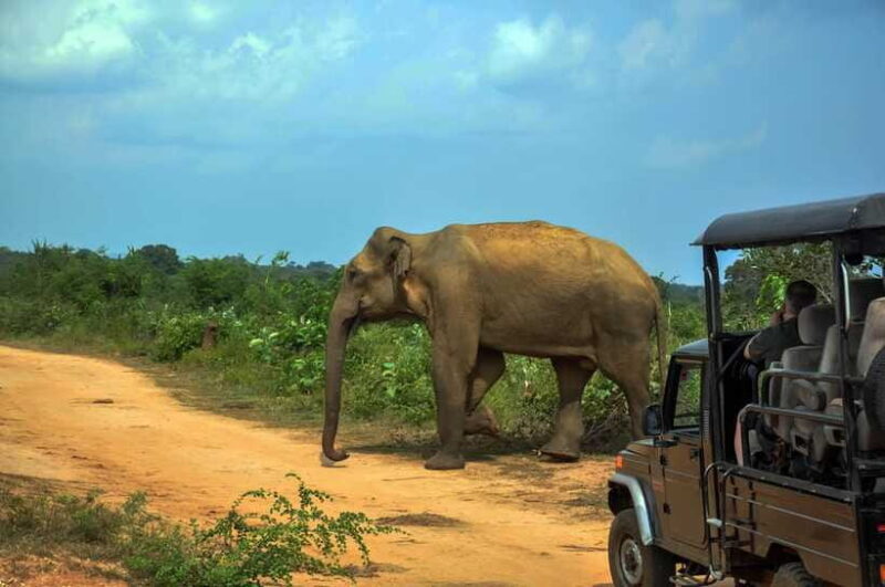 Yala National Park Private Safari from Ella - The Sum Up