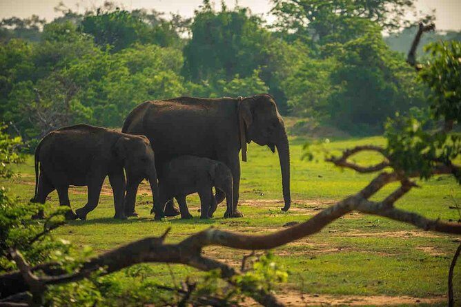 Yala National Park Private Safari trip from Galle/Unawatuna/Mirissa - Key Points