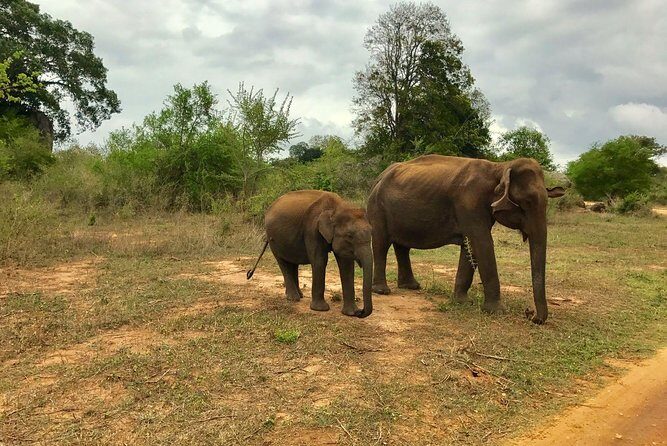 Yala National Park Private Safari trip from Galle/Unawatuna/Mirissa - Why Choose the Yala Private Safari?