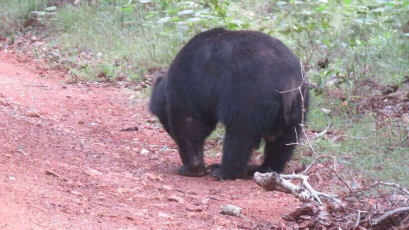 Yala National Park Safari : 3 Options ( 5 h/7 h/ 12 h ) - FAQ