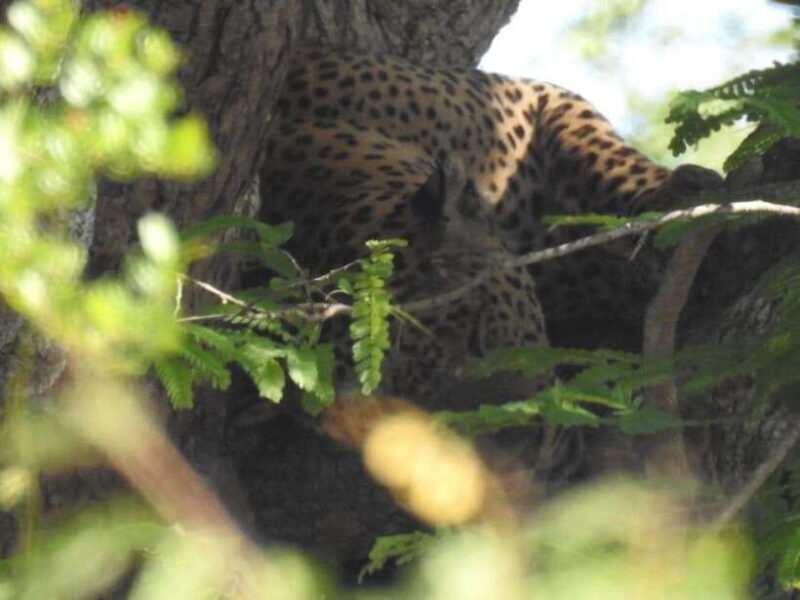 Yala National Park Safari Adventure(Half Day tour) 5 Hour - Who Should Book This Tour?