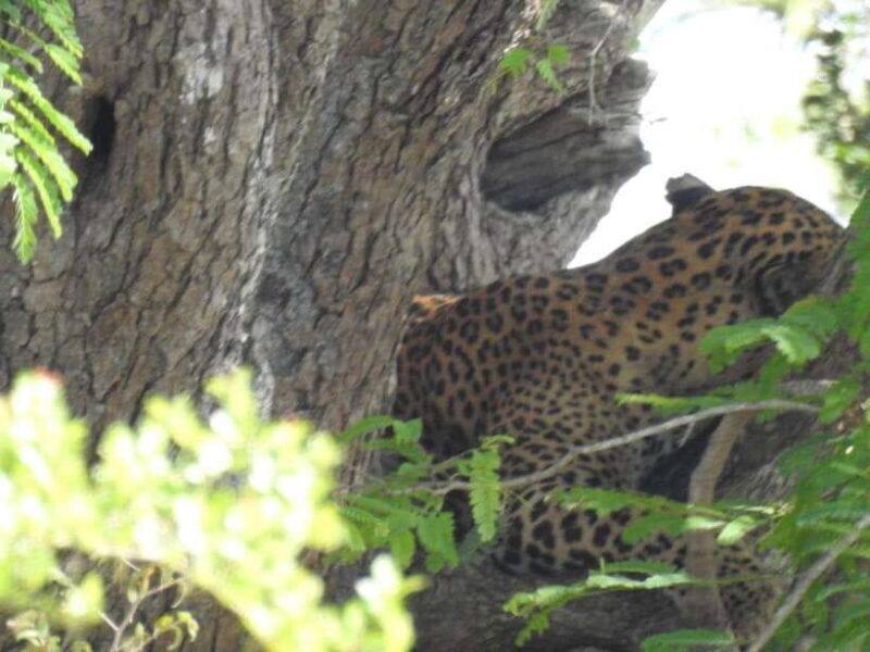 Yala National Park Safari Adventure(Half Day tour) 5 Hour - Final Thoughts: Is It Worth It?