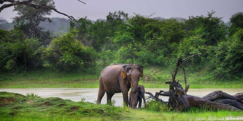 Yala National Park: Safari Experience at Dawn or Dusk - In-Depth Review of the Safari Experience