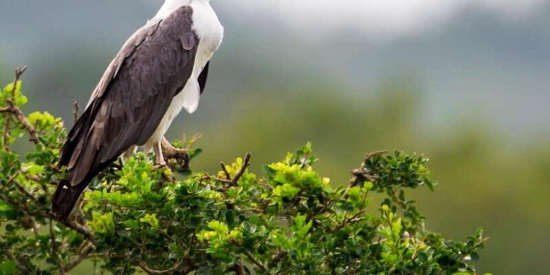 Yala National Park: Safari Experience at Dawn or Dusk - Final Thoughts: Who Should Consider This Safari?