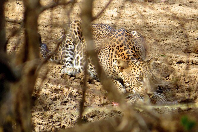 Yala National Park Safari from Bentota - FAQs