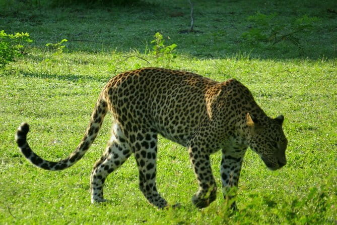 Yala National Park Safari from Ella - Key Points