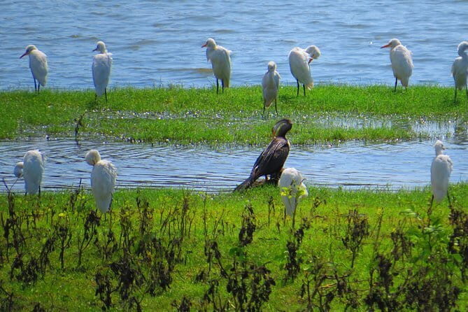 Yala National Park Safari from Ella - Exploring the Details of the Yala Safari from Ella