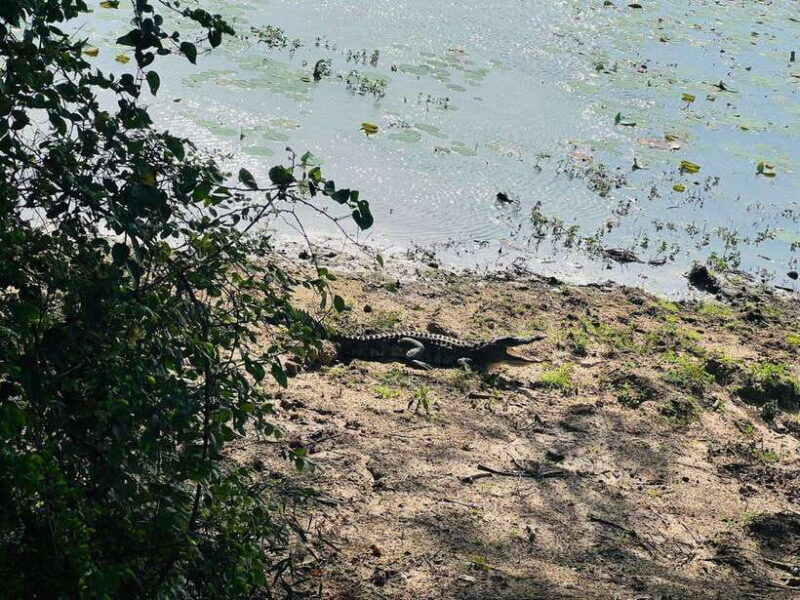 Yala National Park Safari from Ella (+ Jeep) - Practical Tips for Travelers