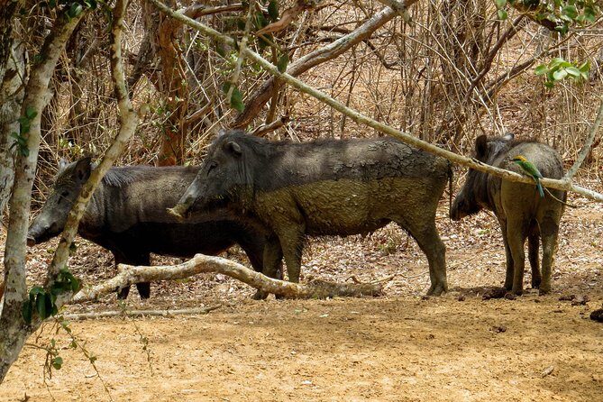 Yala National Park Safari from Galle - Key Points