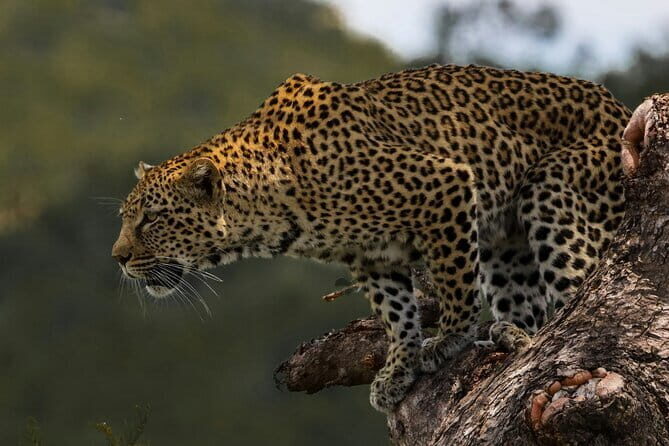 Yala National Park Safari from Hambantota port (Shore Excursion) - A Deep Dive into the Yala Safari Experience