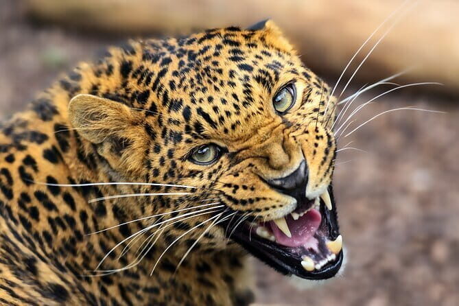 Yala National Park Safari from Hambantota port (Shore Excursion) - FAQ