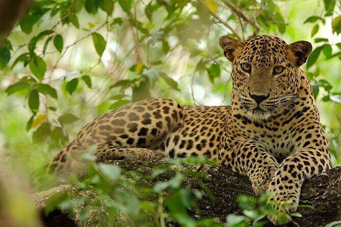 Yala National Park Safari |From Hambantota Port (Shore Excursion) - Key Points