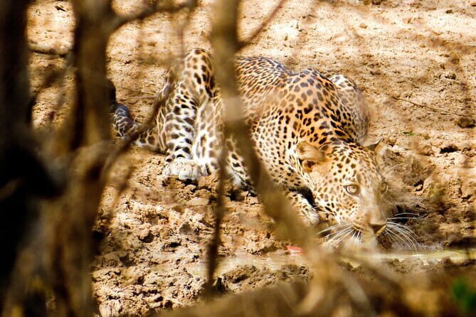 Yala National Park Safari from Hambantota Seaport - An Honest Look at the Yala Safari Experience