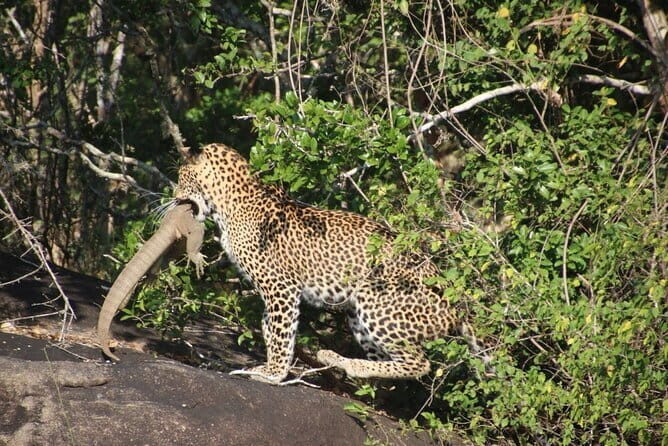 Yala National Park Safari from Hambantota Seaport - FAQ