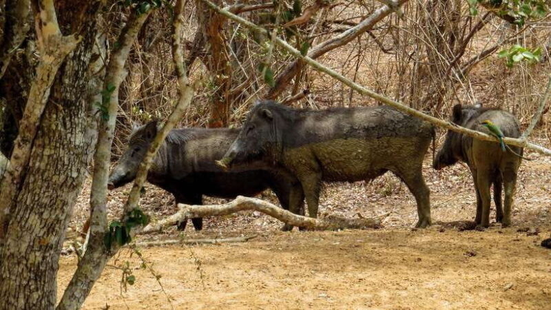 Yala National Park Safari from Tangalle - Who Should Consider This Tour?