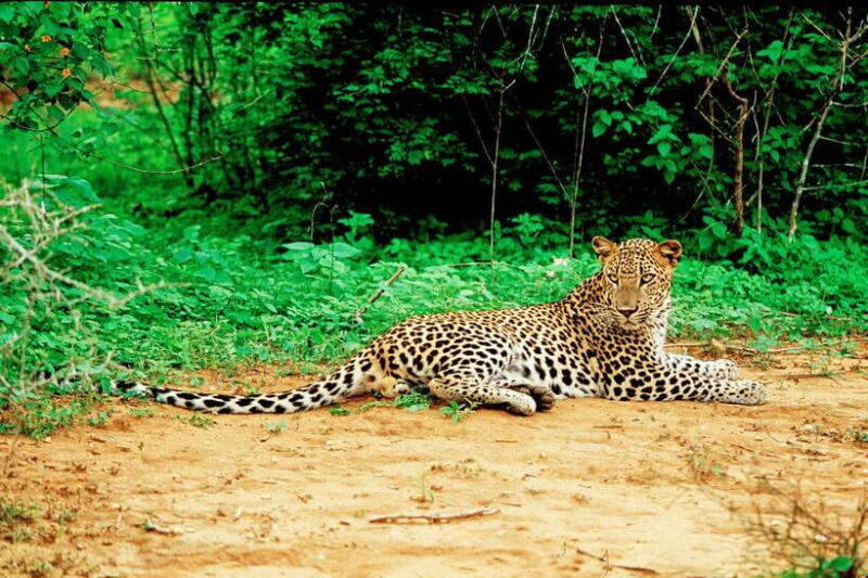 Yala National Park Safari from Tangalle - The Sum Up: Is This Safari Right for You?