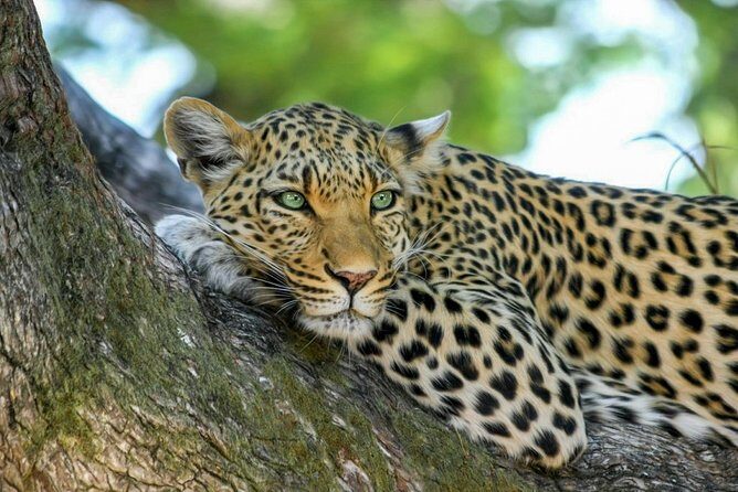 Yala National Park Safari from Weligama - The Sum Up: Is the Yala Safari Worth It?