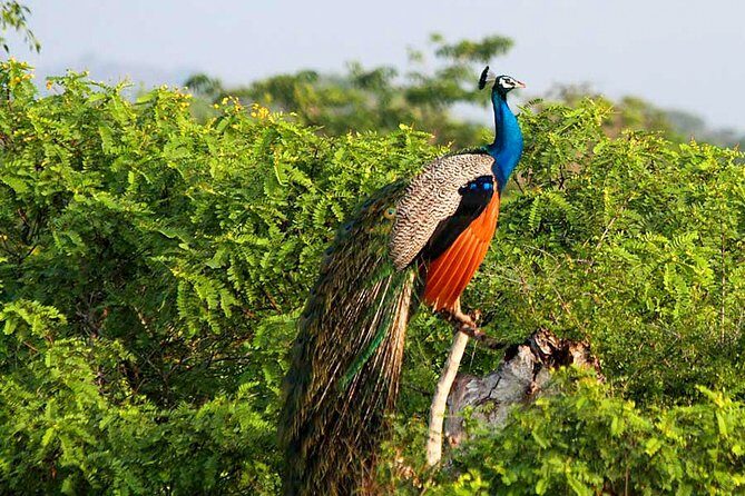 Yala National Park Safari from Weligama - FAQ