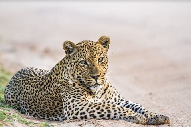 Yala National Park Safari - Half day and Full day - Key Points