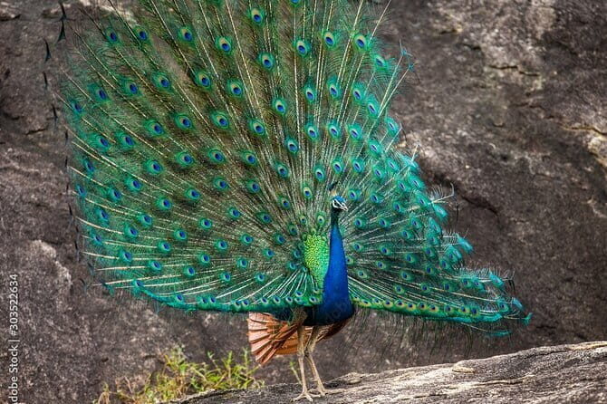 Yala National Park Safari - Half day and Full day - The Experience in Detail