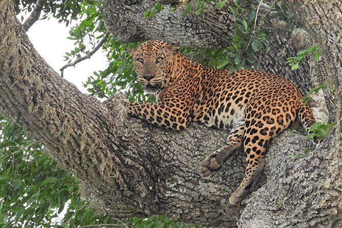 Yala National Park Safari Half Day and Full Day Tours - Yala National Park Safari Half Day and Full Day Tours: An Authentic Wildlife Encounter in Sri Lanka