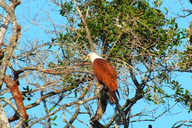 Yala National Park Safari Half Day and Full Day Tours - Why We Think This Tour Works Well