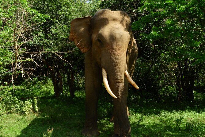 Yala National Park Safari Half Day and Full Day Tours - Who Should Consider This Safari?