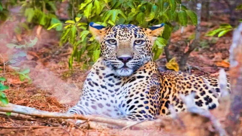 "Yala National Park Safari-Half-Day Safari Guided Adventure" - The Value of This Tour