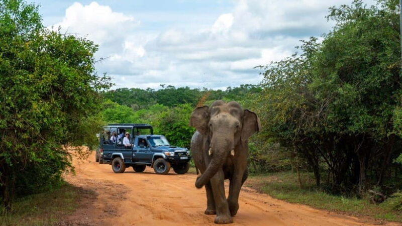 "Yala National Park Safari-Half-Day Safari Guided Adventure" - Who Should Consider This Tour?