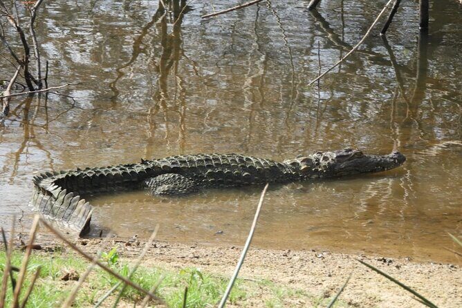 Yala National Park Safari | Jeep with Tickets - Final Words