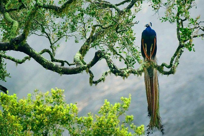 Yala National Park Safari - Private Tour - FAQ