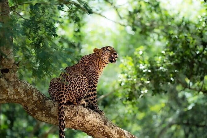Yala National Park Safari : Special Guided Tour - Key Points