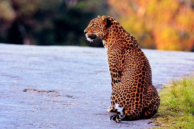 Yala National Park Safari : Special Guided Tour - Transport, Cost, and Practical Considerations